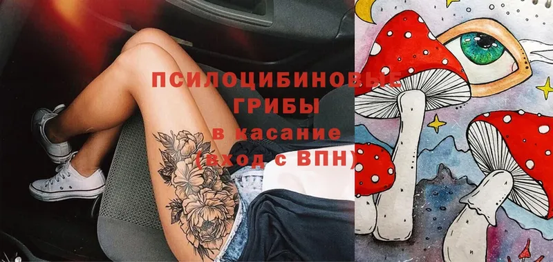 купить   Корсаков  Галлюциногенные грибы Magic Shrooms 